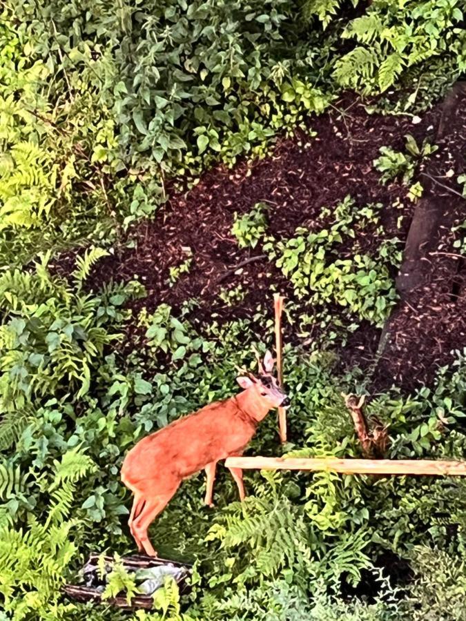 Ferienwohnungen Waldblick Remscheid Exteriör bild