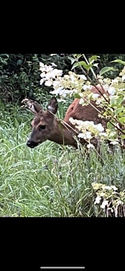 Ferienwohnungen Waldblick Remscheid Exteriör bild